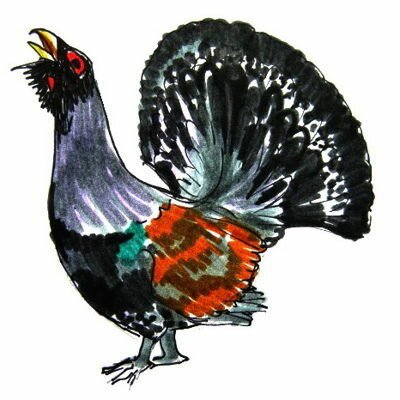 Рисунок глухарь