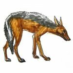 Рисунок чепрачный шакал