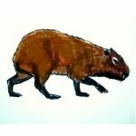 Рисунок Капибара